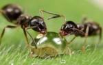 Как бороться с бытовыми муравьями