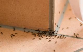 Как вывести муравьев из фундамента дома