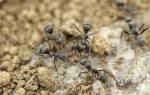 Как избавиться от муравьев садовых