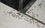 Чем вывести муравьев черных