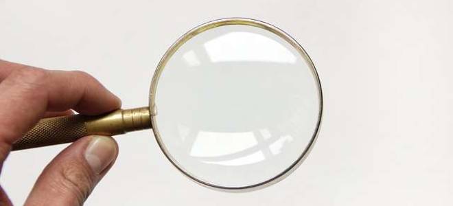 Клопы в квартире как обнаружить и вывести