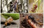 Лесные муравьи чем питаются