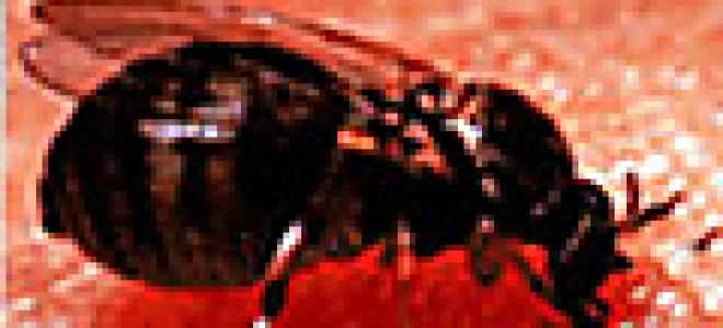 Мошки что едят