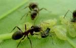 Как выгнать муравьев с участка