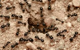 Как избавиться от муравьев на даче навсегда