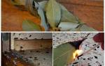 Как использовать лавровый лист от тараканов