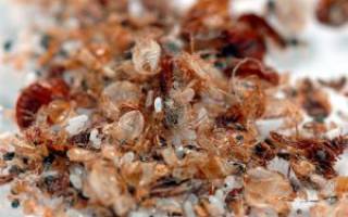 Как выглядят личинки и яйца клопов