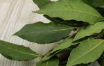 Лавровые листья от тараканов