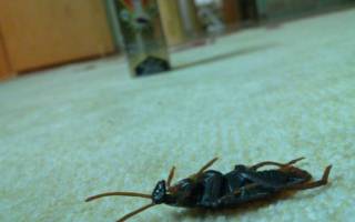 Как травить тараканов