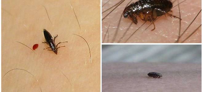 Как избавиться от клопов и блох в домашних условиях быстро