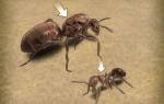 Как определить матку муравьев