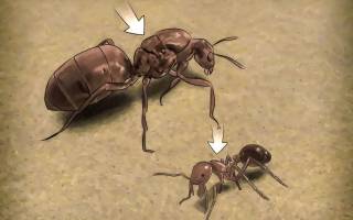 Как ухаживать за маткой муравья