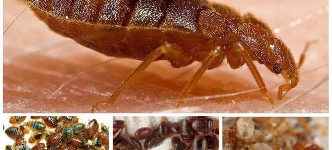 Как защититься от укусов клопов во время сна