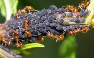 Рыжие муравьи в саду как избавиться