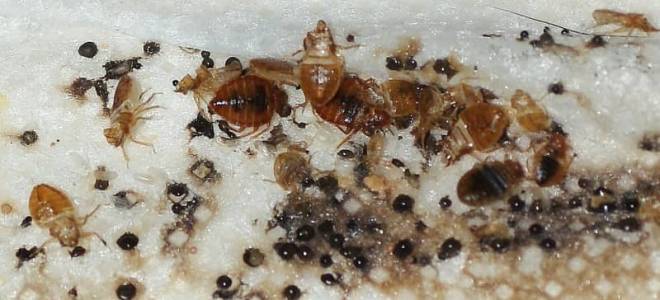 Как вывести блох и клопов в квартире