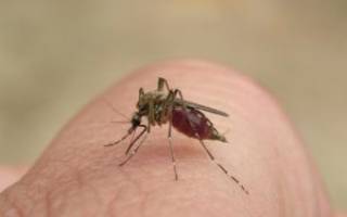 Сколько живут комары после укуса человека