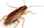 Как размножаются тараканы в квартире