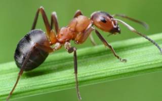 Укус красного муравья что делать