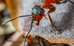 К чему муравьи сняться
