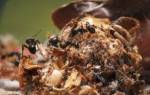 Как вывести муравьев из под фундамента дома