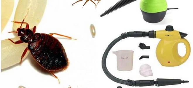 Как пароочистителем избавиться от клопов