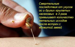 Как уберечься от укусов пчел ос шершней