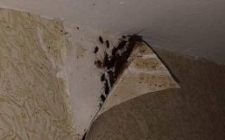 Как избавиться от тараканов в общежитии раз и навсегда