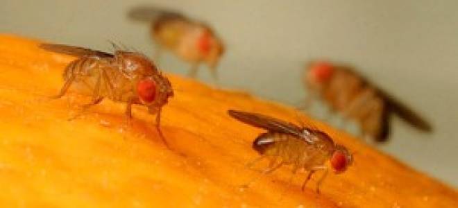 Чем вывести из квартиры мошек