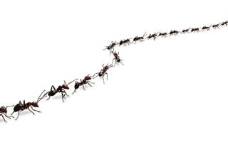 Как муравьи находят домой дорогу