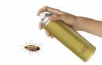Как избавиться от рыжих тараканов в домашних условиях