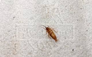 Как выглядят домашние тараканы
