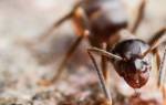 Как отличить муравья матку