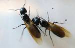 Как избавиться от крылатых муравьев в частном доме