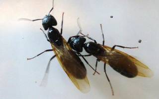 Как избавиться от летающих муравьев в доме навсегда