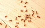 Как отправить муравьев в квартире