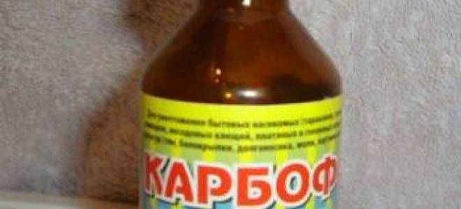 Как разводить карбофос от клопов
