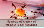 Красные муравьи чем опасны
