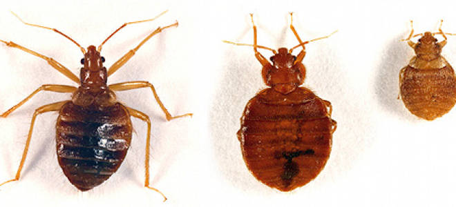 Как не привезти клопов домой