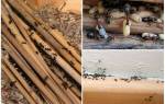 Как вывести из деревянного дома муравьев