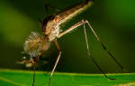 Как устранить зуд от укуса комара