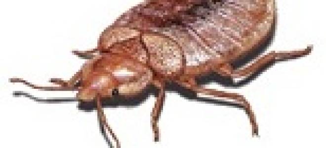 Клопы постельные признаки как избавиться