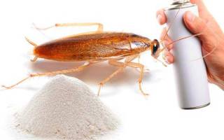 Эффективное средство от тараканов и клопов