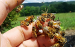 Реакция на укус пчелы