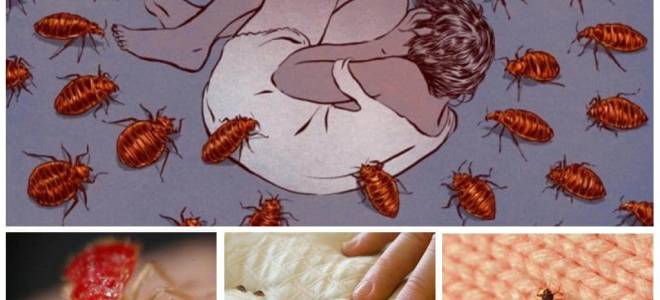 Клопы во сне к чему это