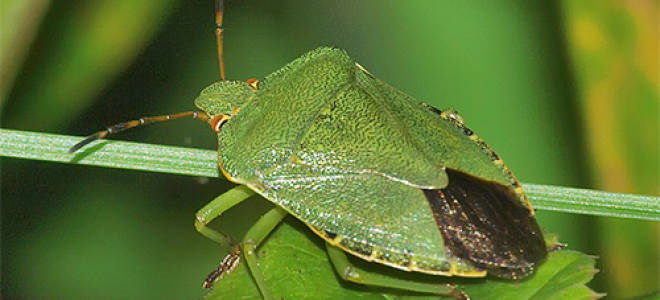 Укусил зеленый клоп что делать