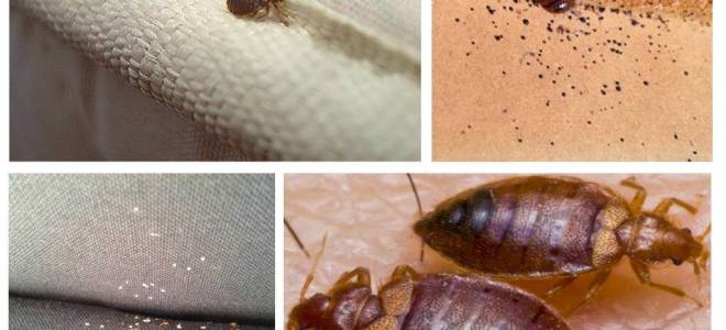 От чего бывают клопы в квартире