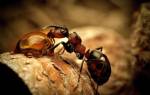 Как муравьи находят еду