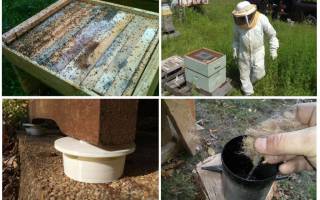 Как избавиться от муравьев в улье с пчелами